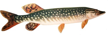 Vis Sticker Vissticker Snoek 51 cm Vis Bootsticker Autosticker Snoeksticker Auto Boot Muur Aanhanger