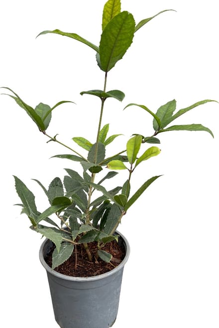 Osmanthus armatus - Schijnhulst 30- 40 cm in pot