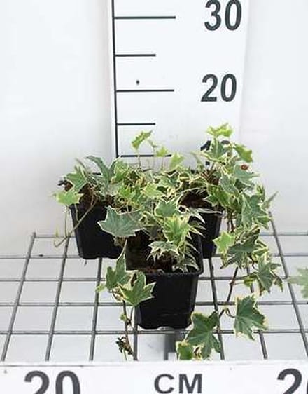 12x Klimop , Witbonte Klimop, Bontbladige Klimop - Hedera helix 'Marg. Elegantissima' | 9x9 cm pot