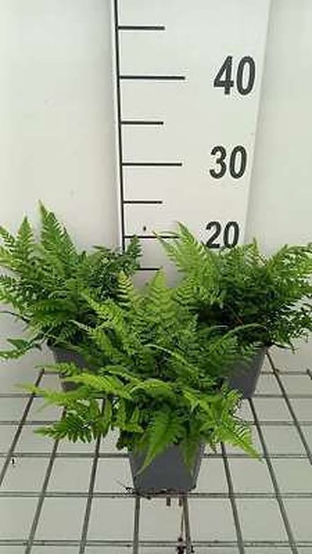 6x Aziatische Niervaren - Polystichum tsus-simense | 9x9 cm pot