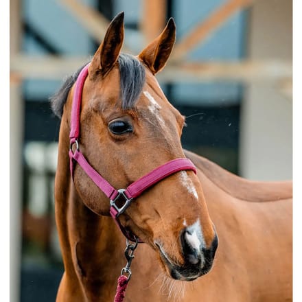 Halster en touwset voor paarden Horseware Amigo