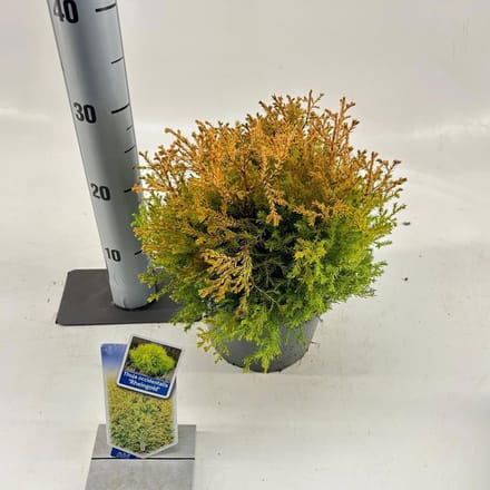 Thuja occ. 'Rheingold' - Levensboom | 20-25 cm pot