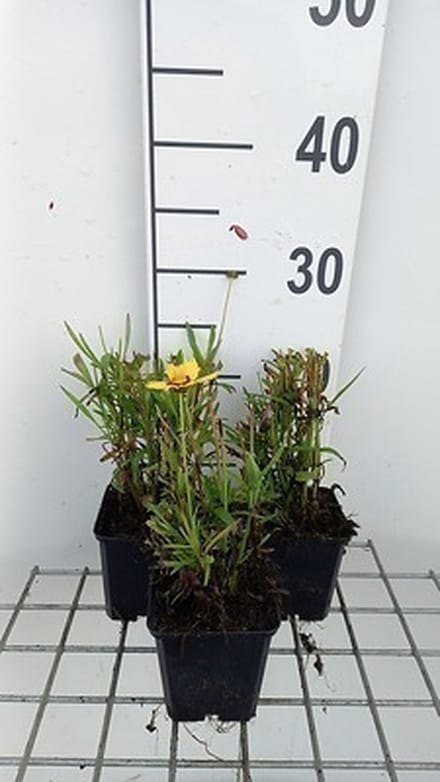 6x Coreopsis - Coreopsis grand. 'Sunkiss' | 9x9 cm pot