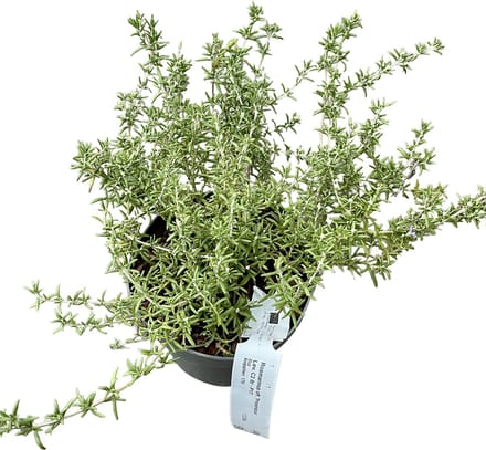Rosmarinus officinalis Prostratus Group - Rozemarijn, Kruiprozemarijn 20 - 30 cm in pot