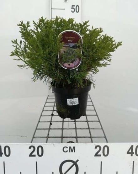 Thujopsis dolabrata 'Nana' - Hibracipres 20 - 25 cm in pot