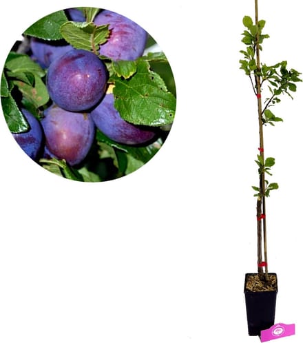 Prunus Domestica 'President', Pruimenboom, 1,5 Liter pot