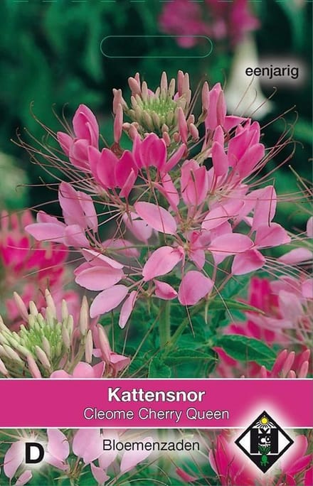 2 stuks Van Hemert & Co Cleome hassleriana Cherry Queen