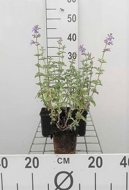 6x Kattekruid - Nepeta faas. 'Six Hills Giant' | 9x9 cm pot