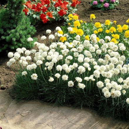 6 x Engels Gras Wit - Bodembedekker Wintergroen - Armeria maritima 'Alba' in 9x9cm pot met hoogte 0 - 10 cm