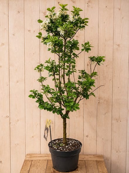 Dwerg Kersenboom 'Piemont' Prunus avium 140 cm Warentuin Natuurlijk