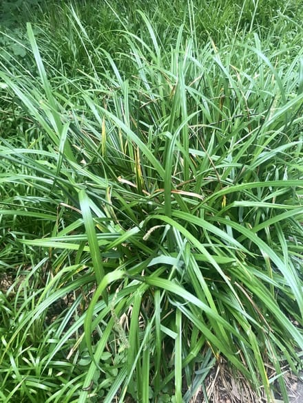 6x Hangende zegge - Carex pendula