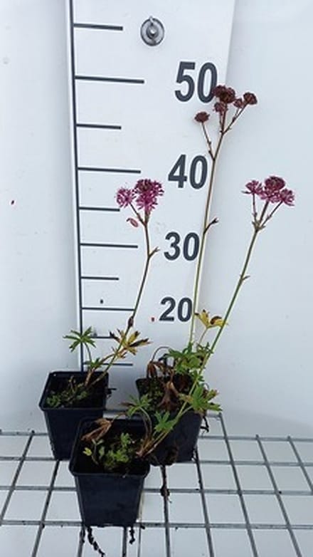 6x Zeeuws knoopje - Astrantia maj. 'Claret' | 9x9 cm pot
