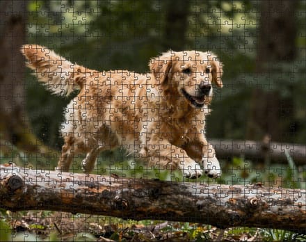 Puzzel Golden Retriever in het bos | 500 stukjes | Dierenpuzzel | Hondenpuzzel