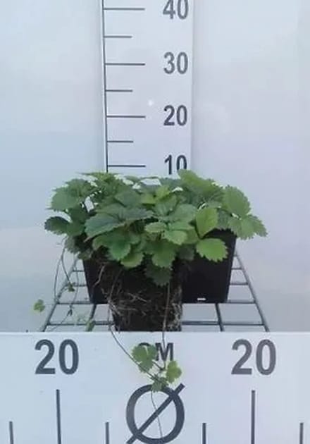 6x Bosaardbei - Fragaria vesca | 9x9 cm pot