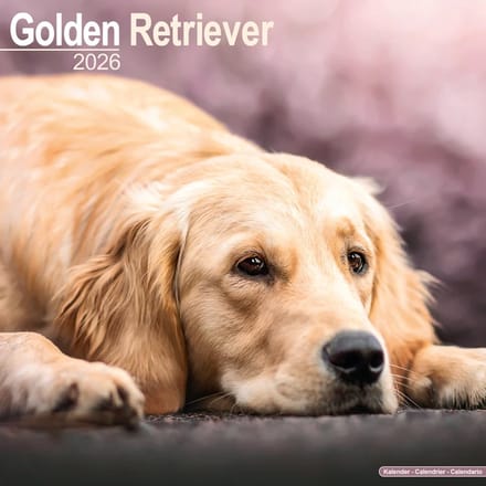 Golden Retriever Kalender 2026