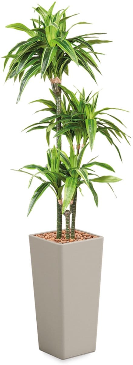 HTT - Kunstplant Dracaena Lemon Lime in Clou vierkant taupe H185 cm