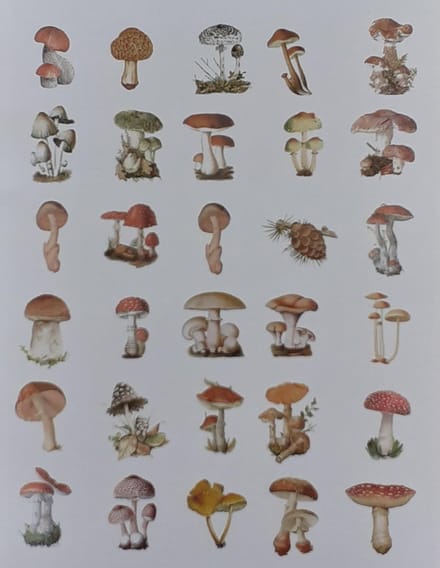 Go Go Gadget - Washi stickers - Bullet journal - Junk journal - Scrapbook - 1 set van 60 stuks - Paddenstoelen - Herfst