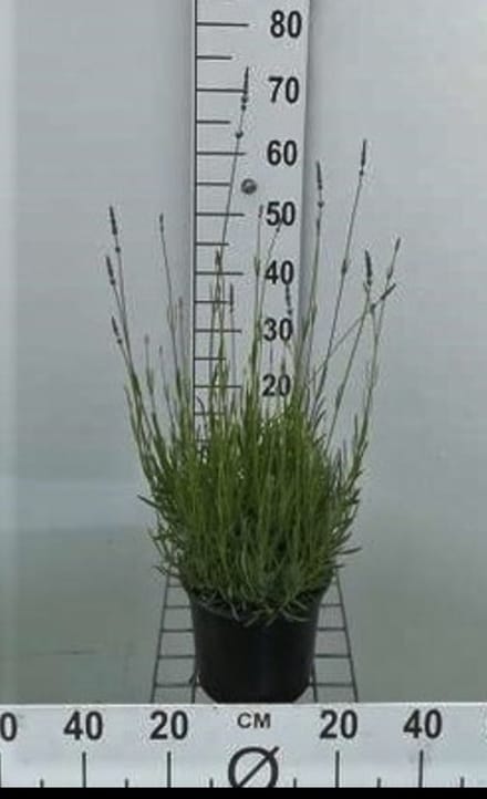 Lavandula int. 'Dutch' - Lavendel In pot 3 liter