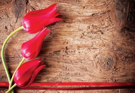 Fotobehang Flowers Forest Nature | PANORAMIC - 250cm x 104cm | 130g/m2 Vlies
