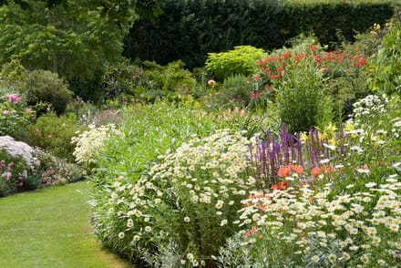 Romantische Witte border (met blauw / rode accenten) - bloeit in Mei / Juni / Juli / Augustus / September