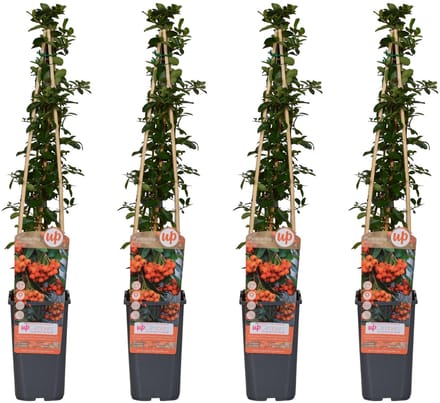 4 Stuks Vuurdoorn Oranje, 4x - Pyracantha Orange Glow - ↨65cm - Ø15