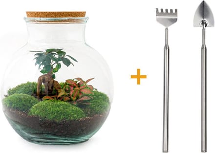 Glazen Plantenbak! - Teddy Bonsai -  26,5 cm - DIY - met hark, schep