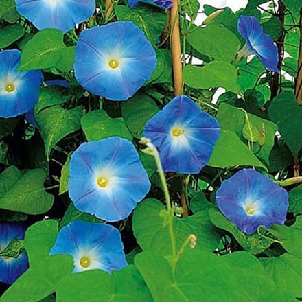 Klimmende Winde zaden - Heavenly Blue