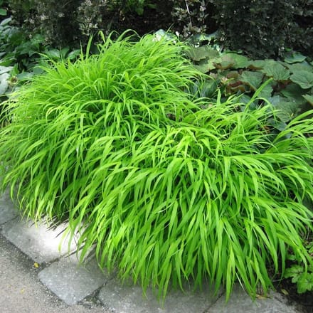 4 stuks Hakonechloa macra - Japans berggras - Planthoogte: 20 cm - Pot Ø 17 cm (2 liter)