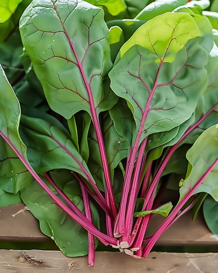 2 sets - Spinazie Zaden Red Kitten F1 Spinacia Oleracea Eenjarig