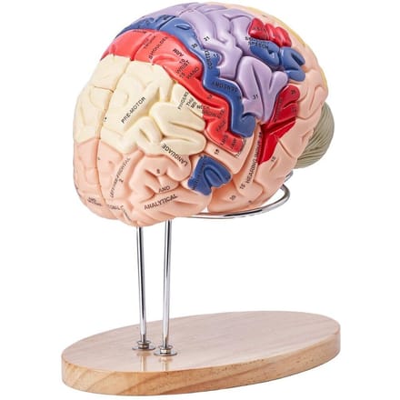 Modèle Anatomique du Cerveau Humain, Modèle Anatomique du Cerveau Humain en 4 Parties, Taille Réelle x2, avec Étiquettes et Base d'Affichage, Modèle de Cerveau Détachable Coloré pour la Science