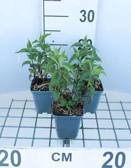 6x Bergamotplant - Monarda hybr. 'Scorpion' | 9x9 cm pot