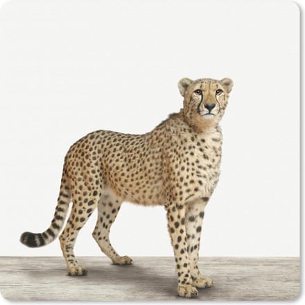 Muismat 20x20 cm - Mousepad Dieren - Jachtluipaard - Wit - Muismatten