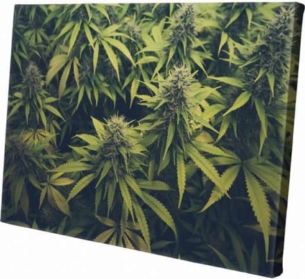 Wietplant  | 60 x 40 CM | Natuur |Schilderij | Canvasdoek | Schilderij op canvas