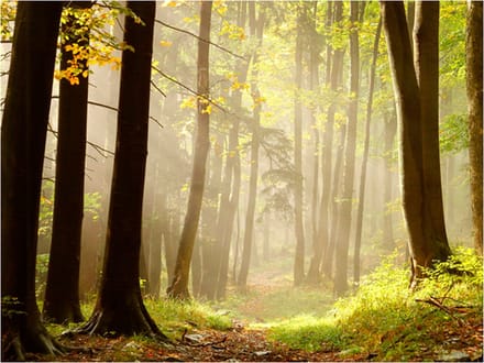 Fotobehang - Mysterious forest path.