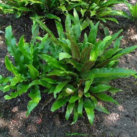 12 x Asplenium scolopendrium - Tongvaren in 9x9 pot met hoogte 0-10 cm