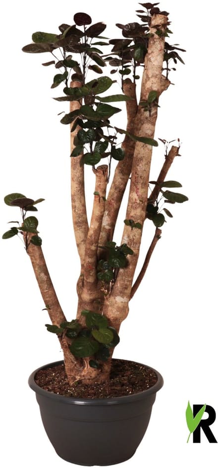 Polyscias Fabian bonsai 160 cm - Kamerplant - Potmaat Ø40 cm