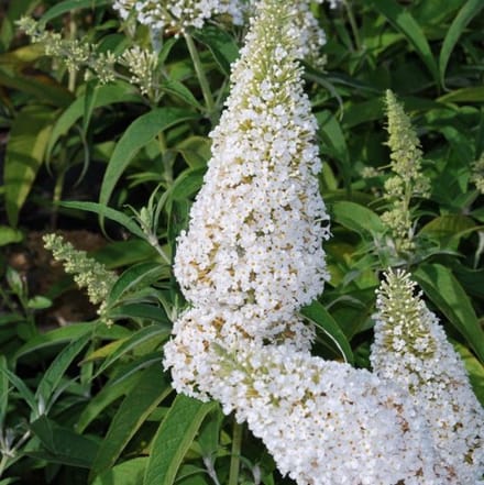 4 x Vlinderstruik White Profusion Wit - Bloeiende Winterharde Sierheester - Buddleja davidii 'White Profusion' in C2(liter) pot met hoogte 20-40cm