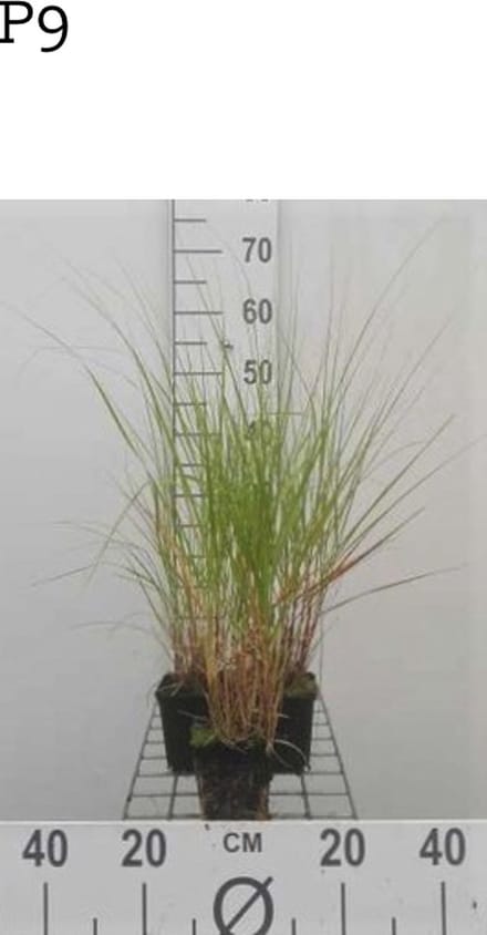 6 x Stipa calamagrostis - VEDERGRAS , DIAMANTGRAS - pot 9 x 9 cm