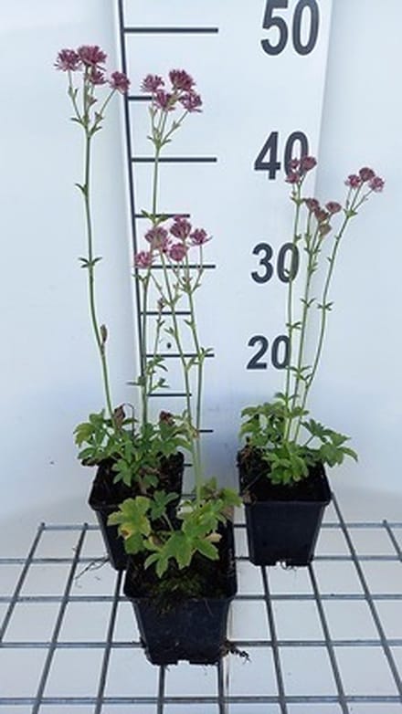6x Zeeuws knoopje - Astrantia maj. 'Roma' | 9x9 cm pot