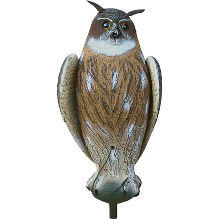 Appelants groot-uil Akah