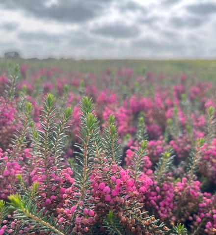 Zwerfheide Roze - 10 Stuks - Erica vagans 'Rosea' - P9.5