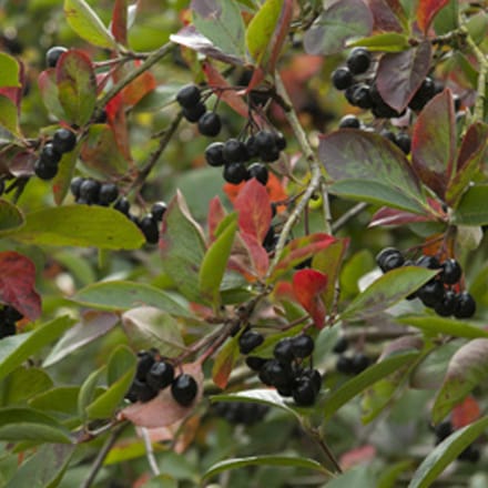 Grootvruchtige appelbes - Aronia prunifolia 'Viking' 40-60 cm