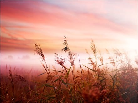 Fotobehang - Morning weide.