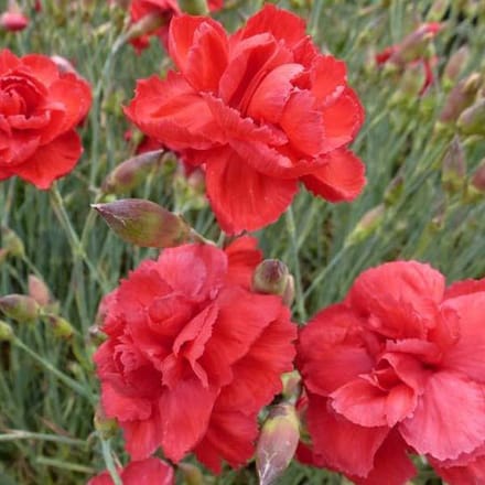 6 x Dianthus 'Heidi' - Grasanjer Pot 9x9 cm - Roze Bloeiende Tuinplant
