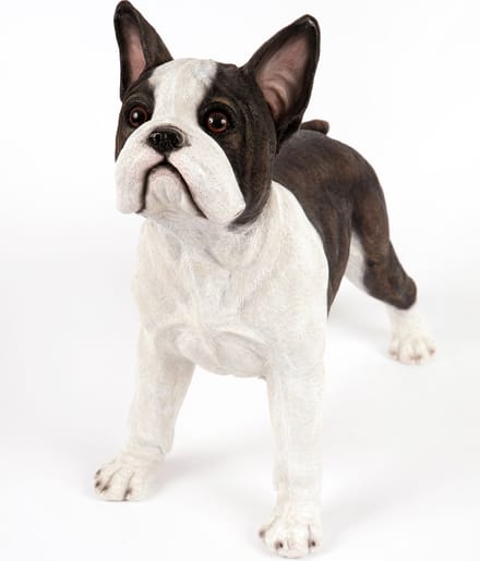 staande franse Bullterrier