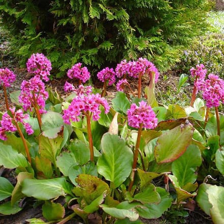 6 x Bergenia Cordifolia -   Schoenlappersplant pot 9x9cm
