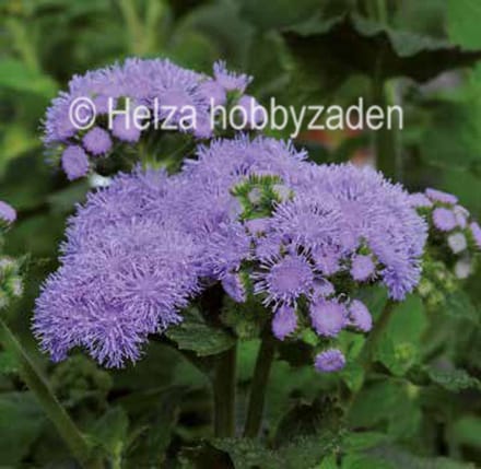 Ageratum Houstonianum Bleu Horizon F1 ca 50 pillen