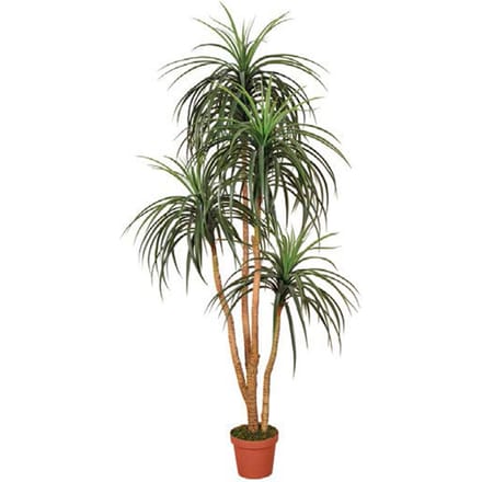 Intergard Kunstplanten Nolina 185cm