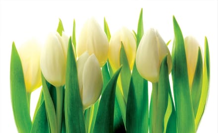 Poster | Groen | 104 x 70,5 cm