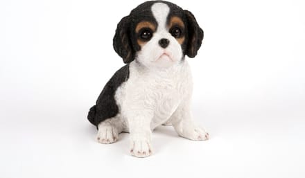 zittende  King Charles